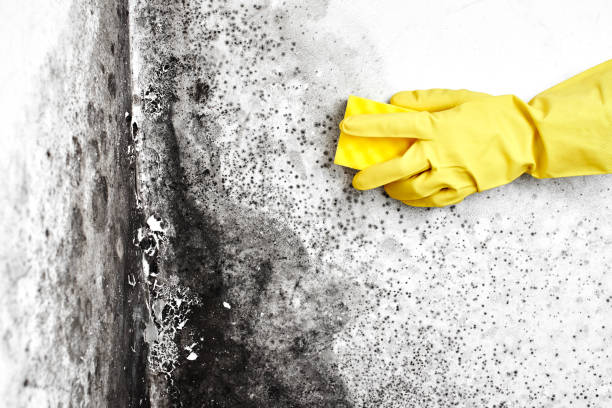 Crawl Space Mold Removal in Jonesboro, GA