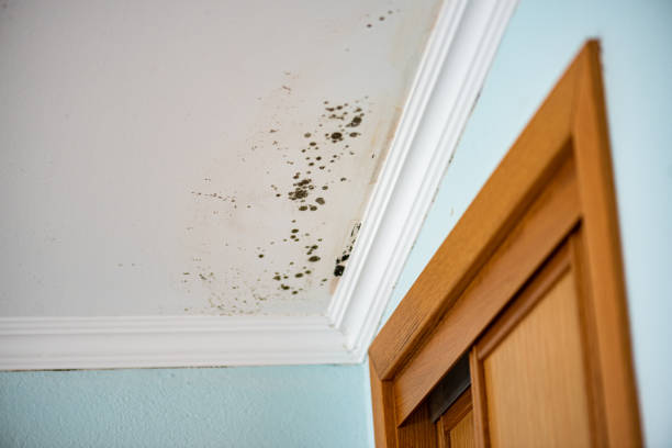 Mold Removal and Inspection in Jonesboro, GA