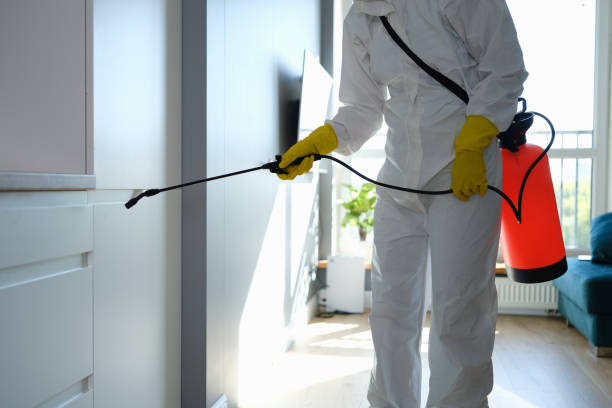Attic Mold Removal in Jonesboro, GA