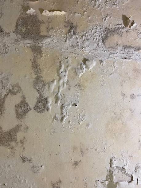 Best Attic Mold Removal  in Jonesboro, GA