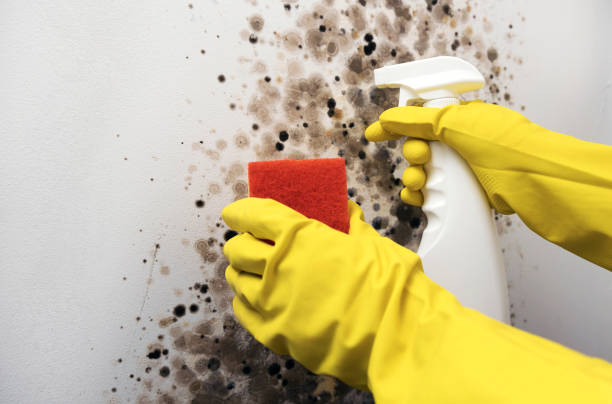 Best Mold Damage Repair  in Jonesboro, GA