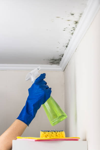 Best Toxic Mold Removal  in Jonesboro, GA