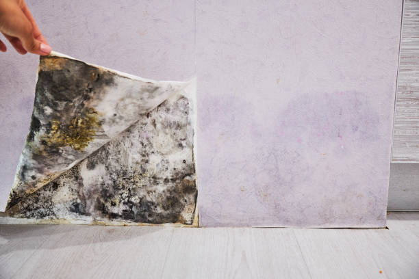 Best Mold Removal and Inspection  in Jonesboro, GA
